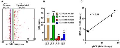 Enhancer Associated Long Non-coding RNA Transcription and Gene Regulation in Experimental Models of Rickettsial Infection